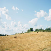 field with hay bales